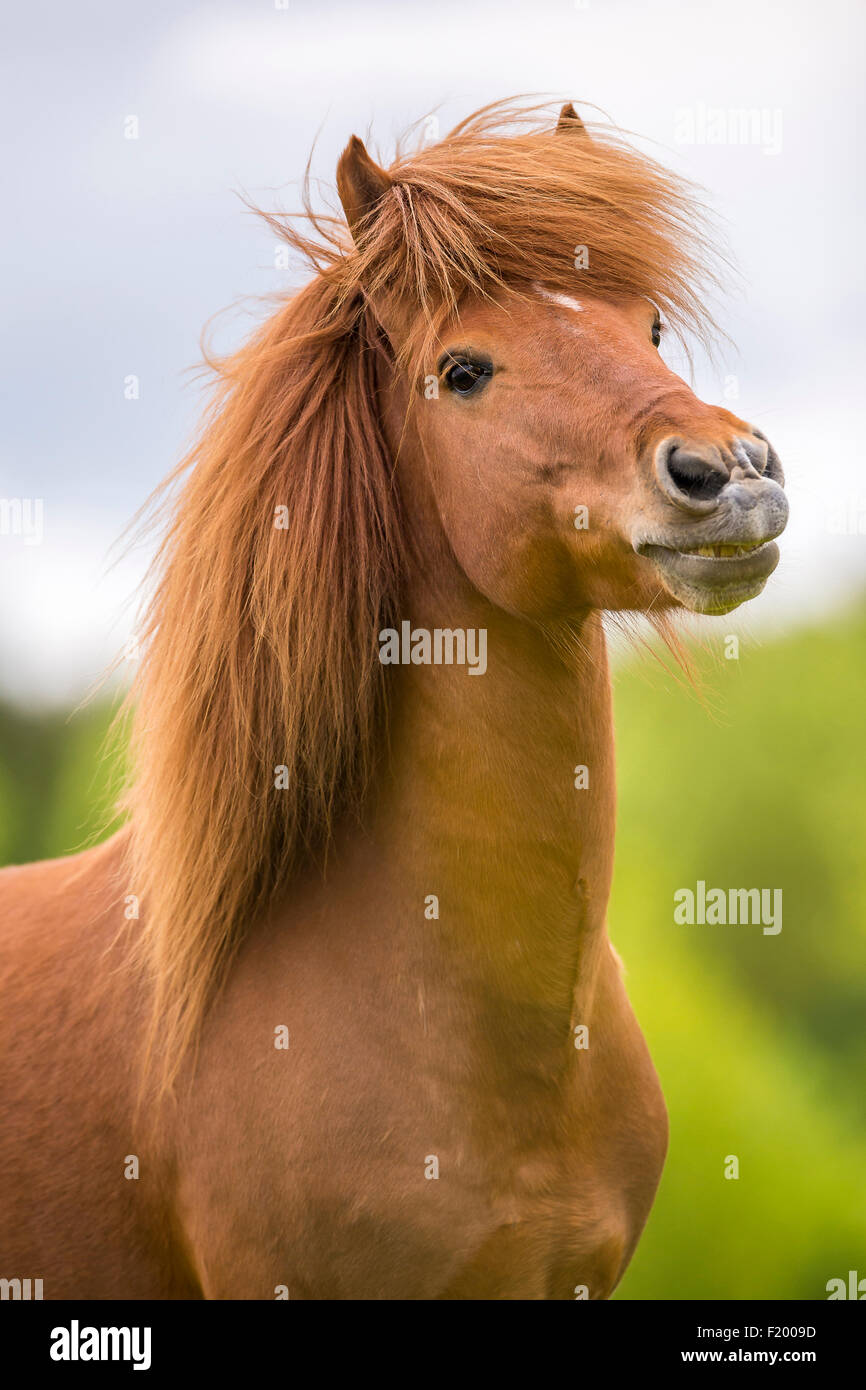Icelandic Horse Portrait of chestnut stallion doing flehmen Austria Stock Photo