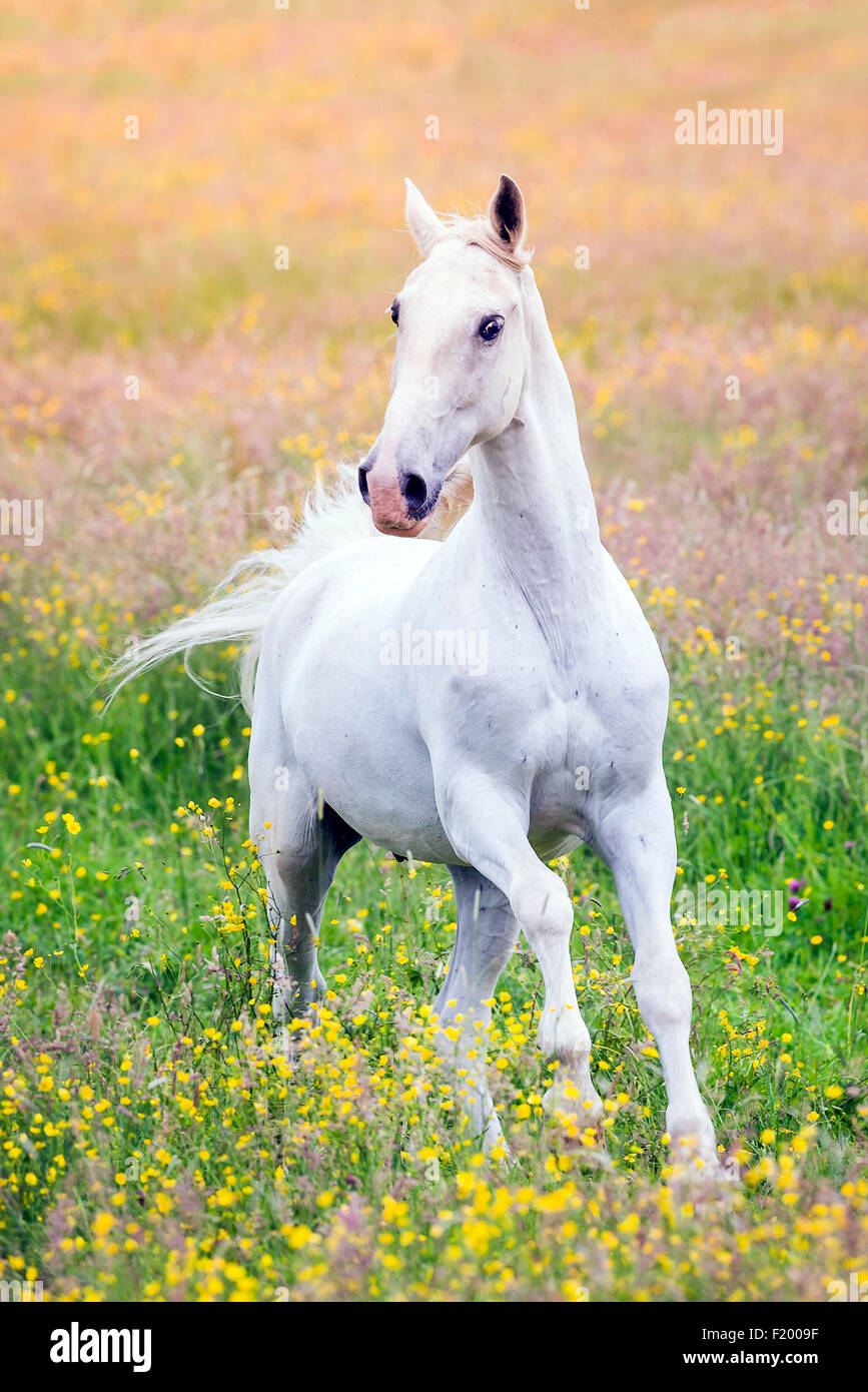 Lipizzan Horse Gray gelding galloping flowering meadow Germany Stock Photo
