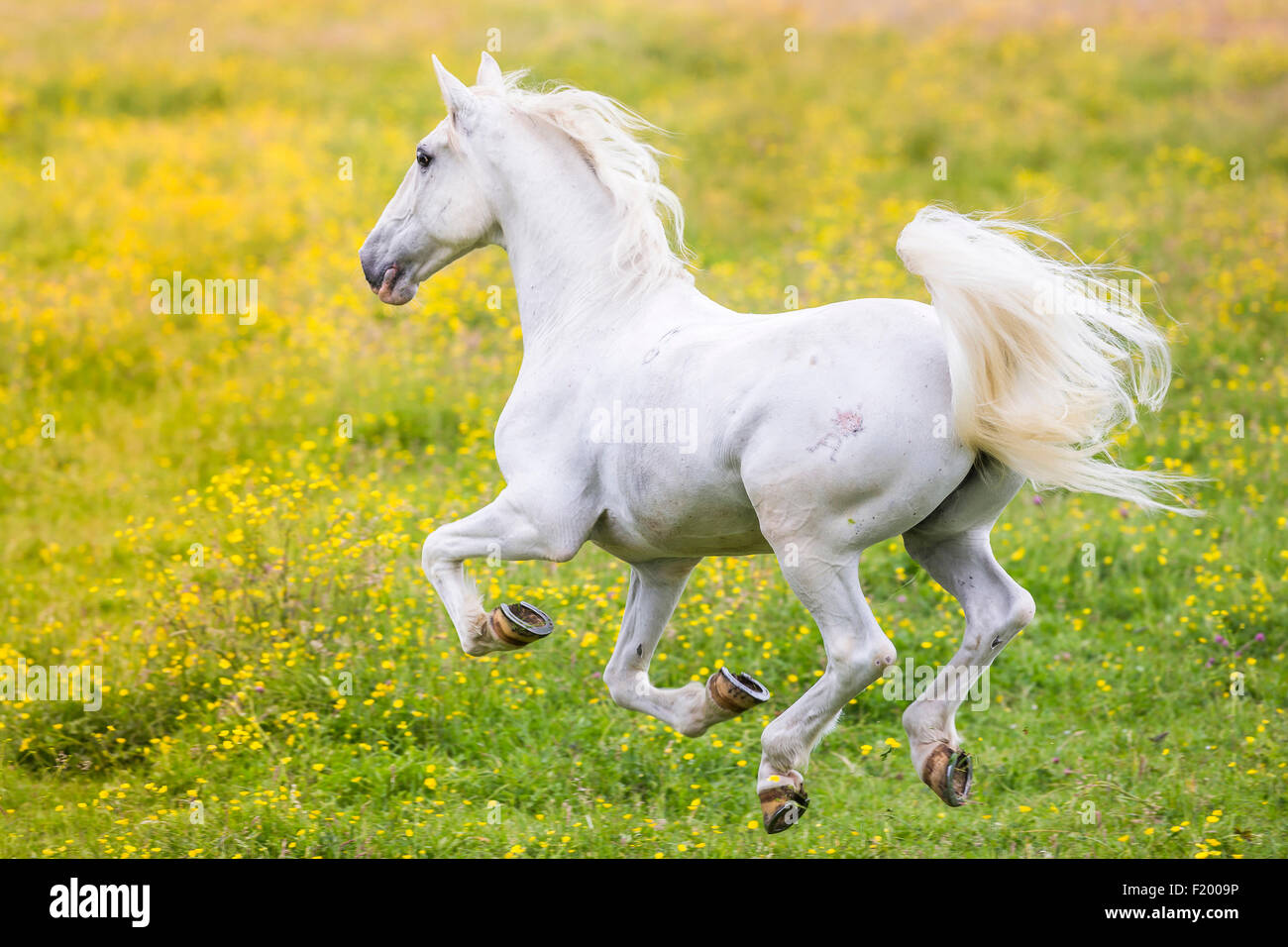 Lipizzan Horse Gray gelding galloping flowering meadow Germany Stock Photo