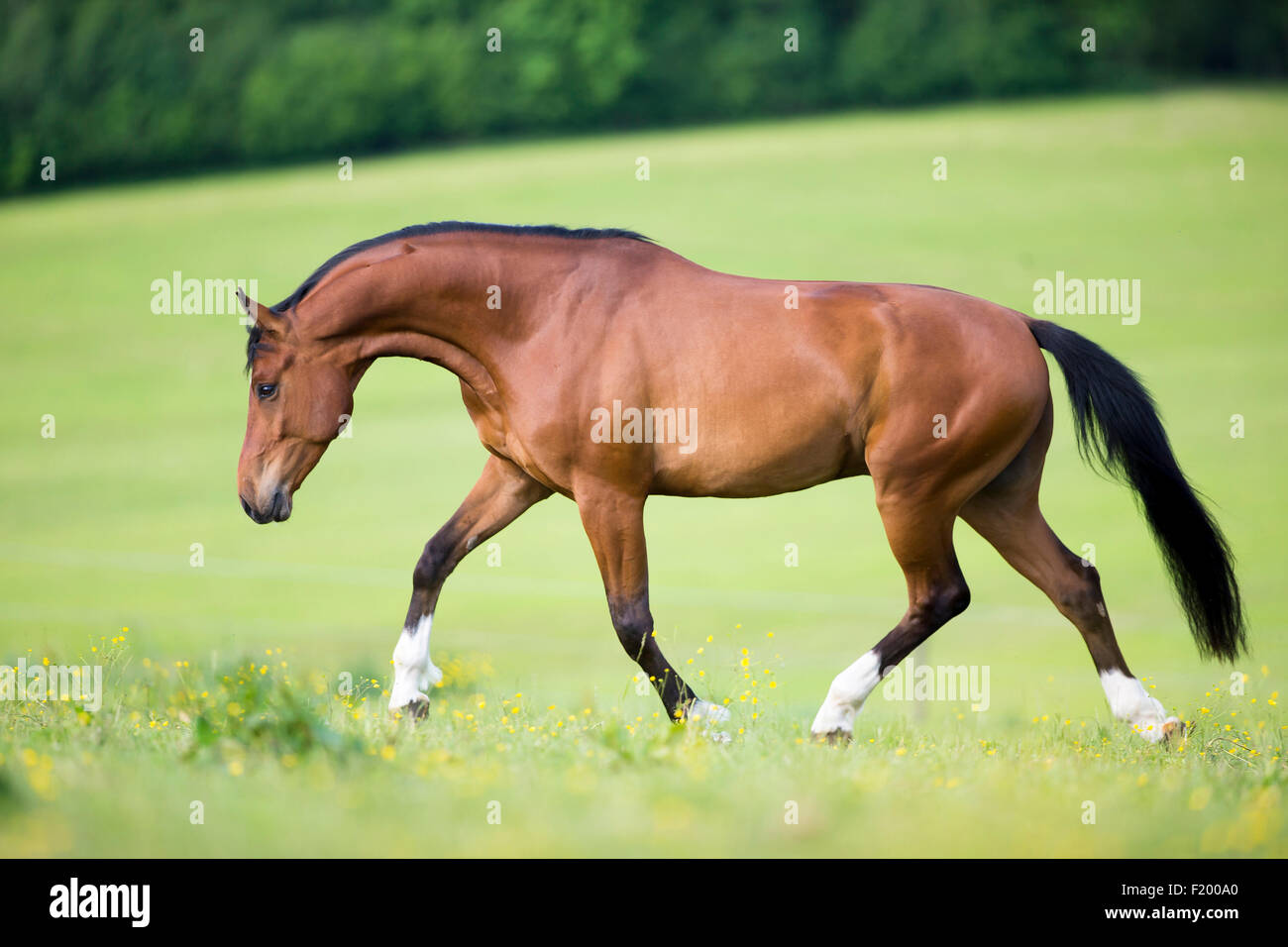 Oldenburg Horse Bay gelding trotting pasture Germany Stock Photo