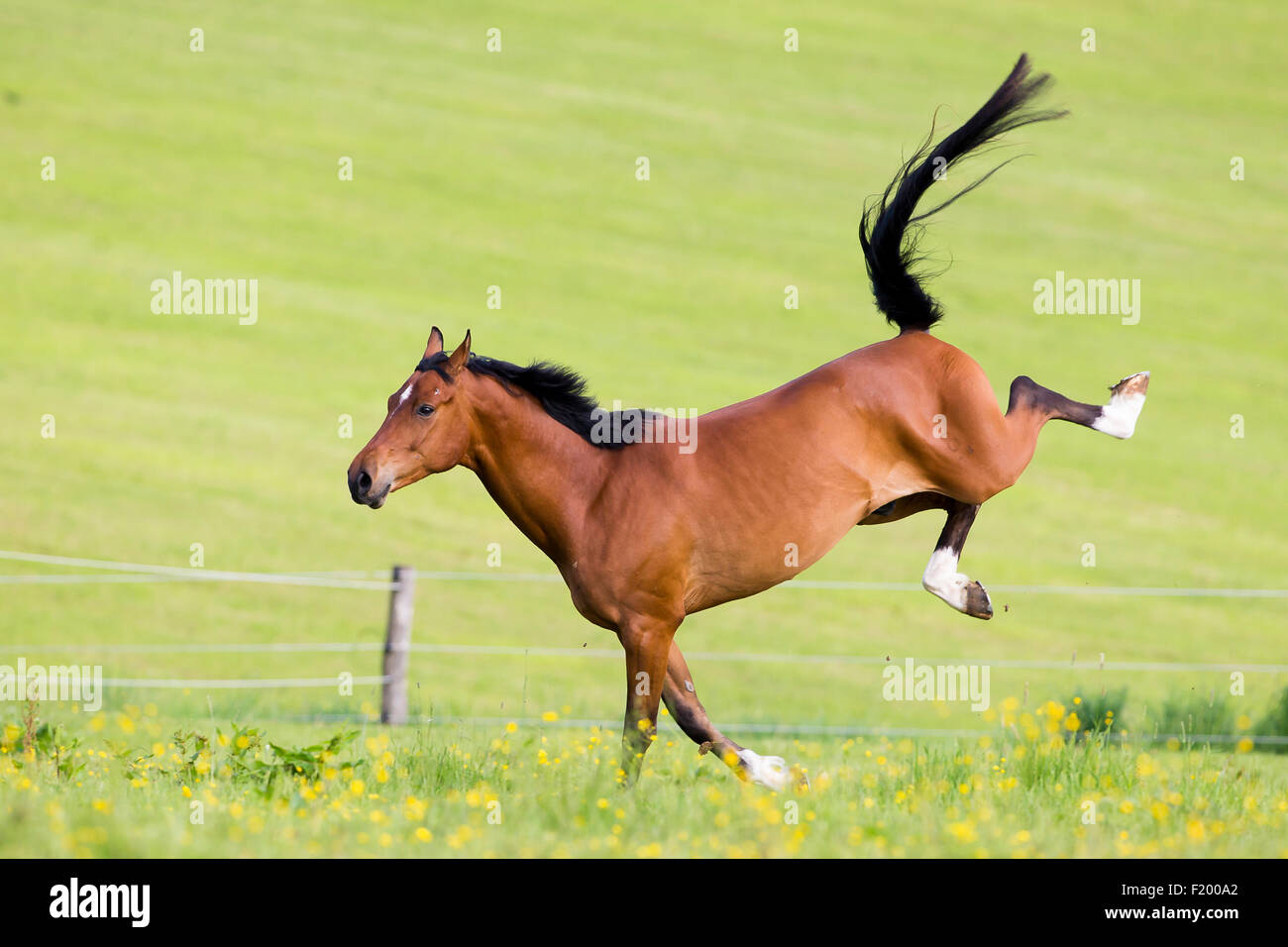 Oldenburg Horse. Bay gelding kicking on a pasture Germany Stock Photo
