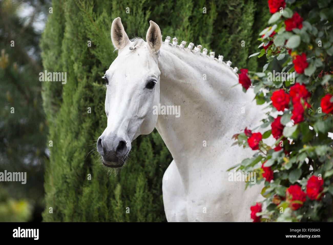 Oldenburg Horse Portrait of gray gelding next to red roses mane plaited Germany Stock Photo