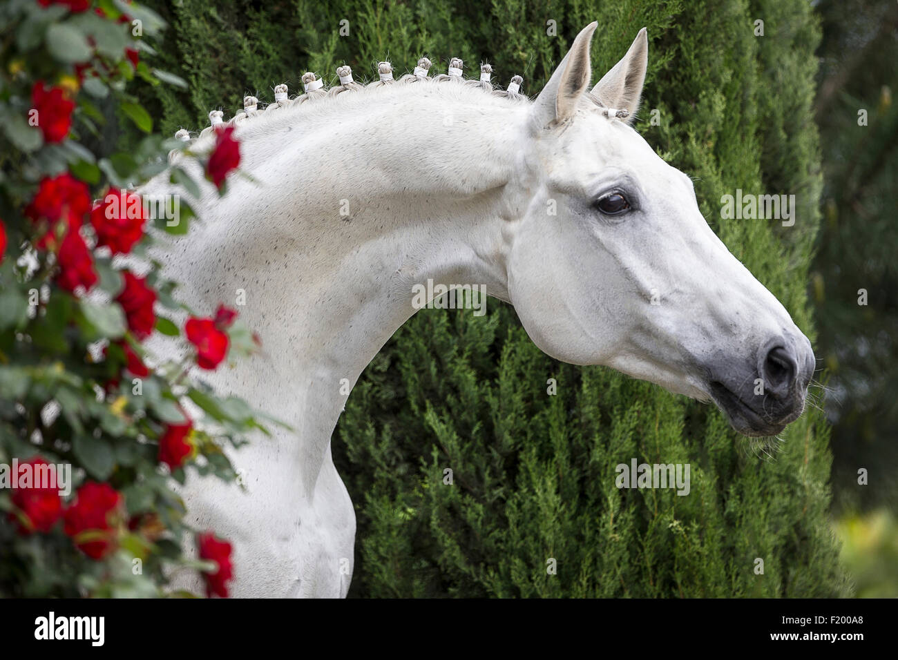 Looks - Oldenburg White horse pictures video Watch - Oldenburg White horse pictures video