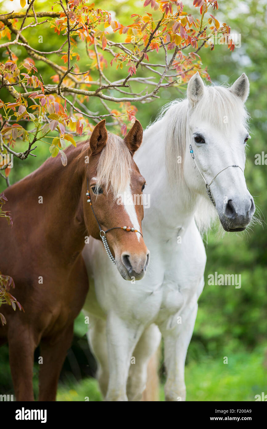 Paso Fino and Aegidienberger mare standing under tree spring Austria Stock Photo