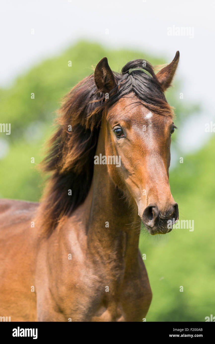 Paso Iberoamericano Portrait of juvenile bay mare Germany Stock Photo