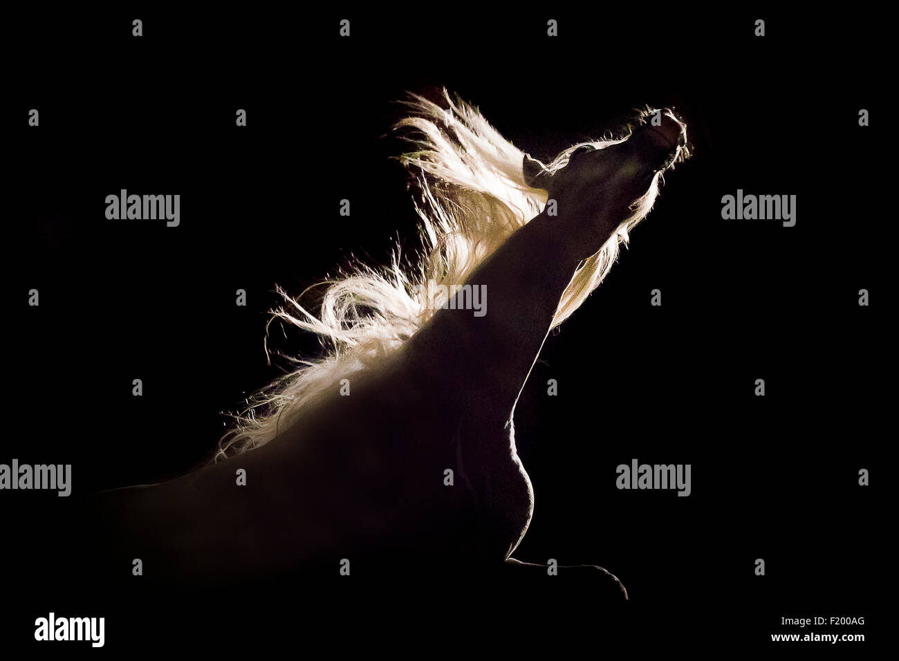 Pure Spanish Horse Andalusian Gray stallion shaking its head backlight seen against black background Germany Stock Photo
