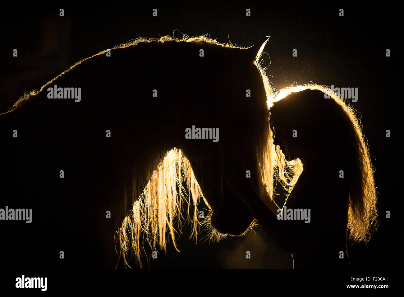 Pure Spanish Horse, Andalusian. Woman smooching with gray stallion, backlight, seen against black background Germany Stock Photo