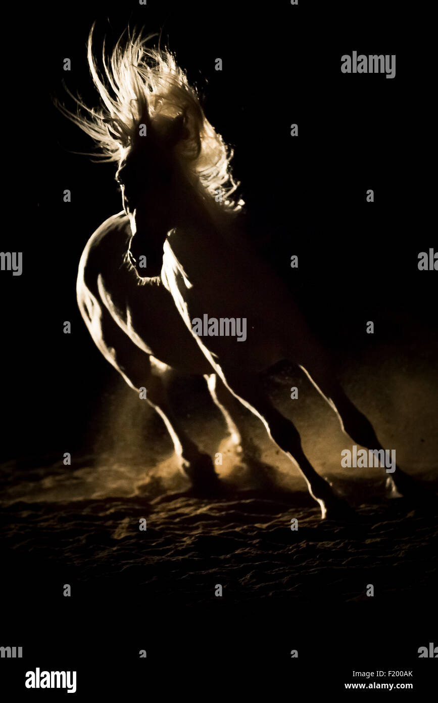 Pure Spanish Horse Andalusian Gray stallion galloping backlight seen against black background Germany Stock Photo
