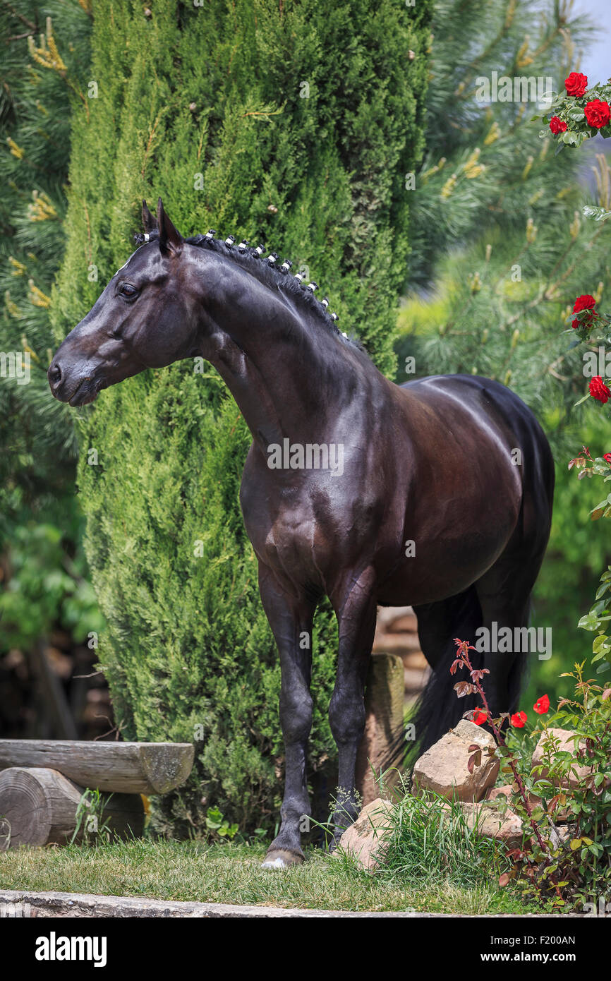 Trakehner Black stallion standing garden mane plaited Germany Stock Photo
