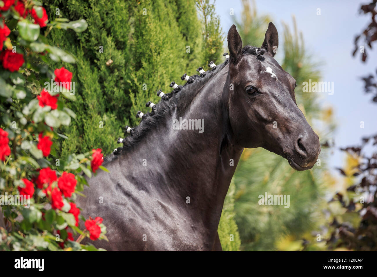 Trakehner Portrait of black stallion next to red roses mane plaited Germany Stock Photo