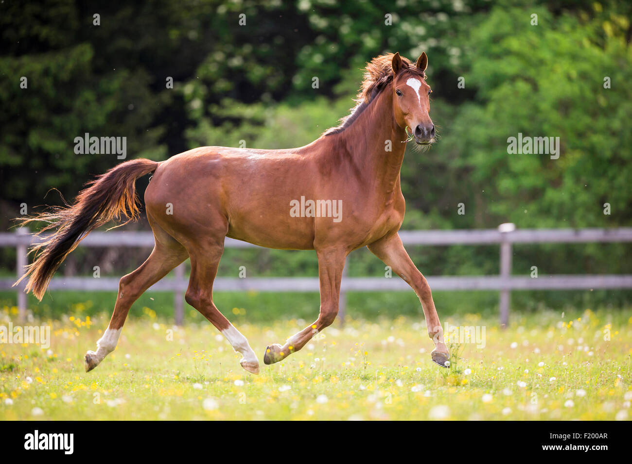 Trakehner Chestnut mare trotting pasture Austria Stock Photo