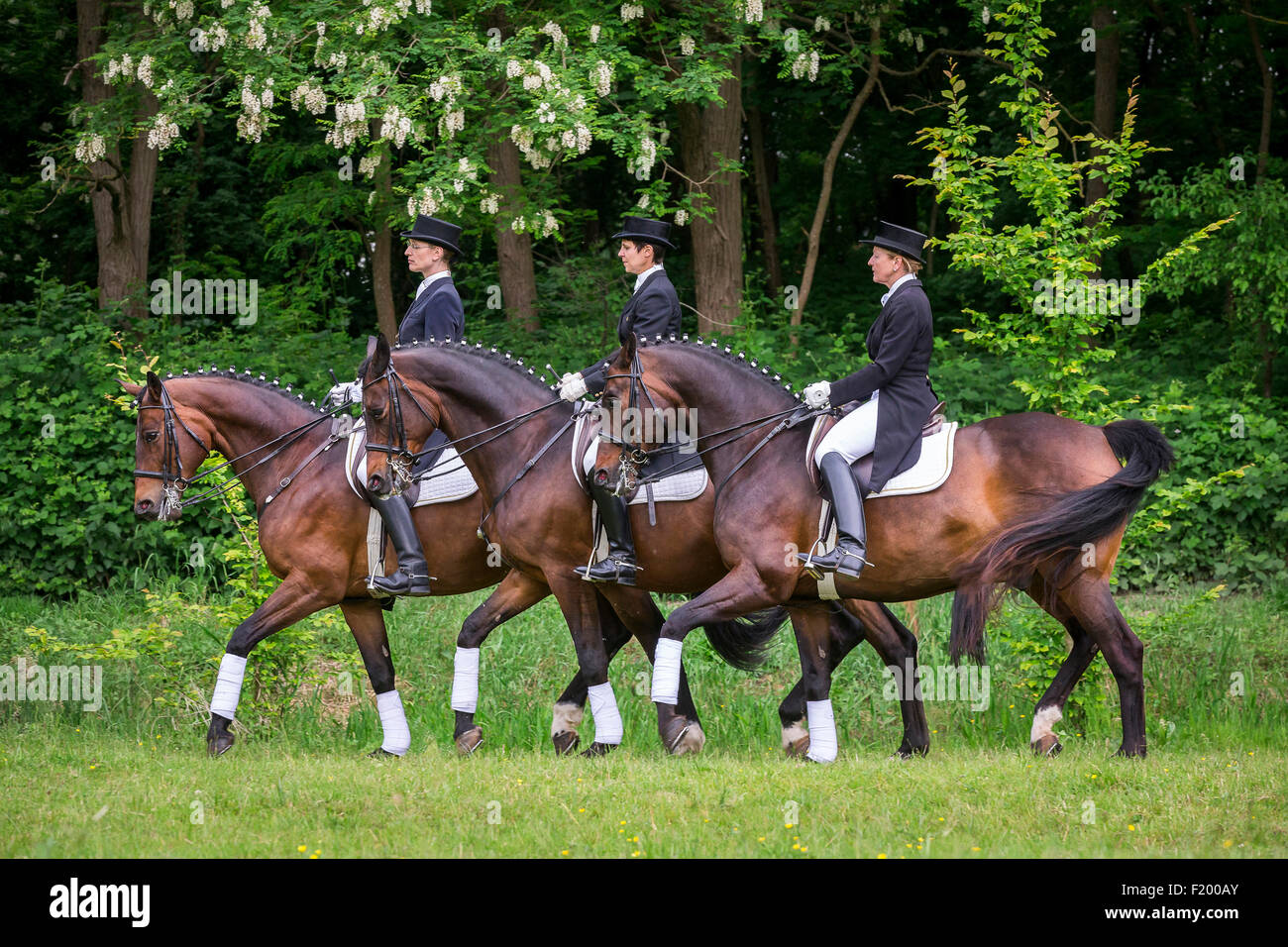 Trakehner Pas de Trois bay horses trot Germany Stock Photo