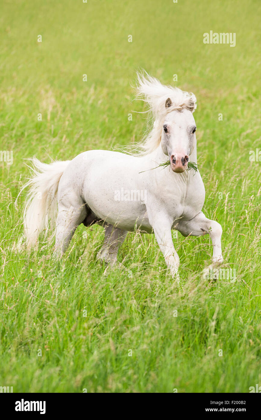 Welsh Mountain Pony Section Gray stallion galloping pasture Germany Stock Photo