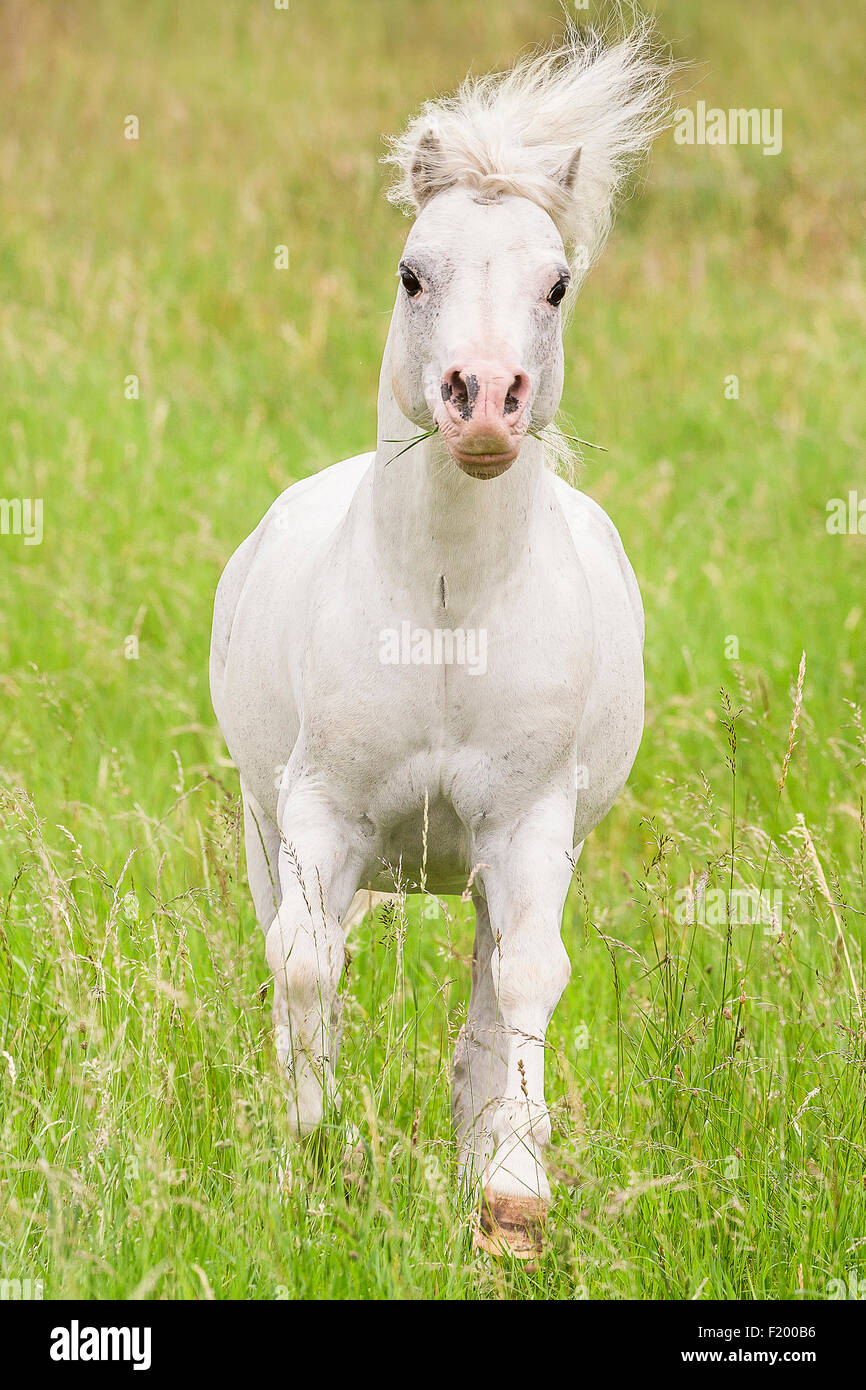 Welsh Mountain Pony Section Gray stallion galloping pasture Germany Stock Photo
