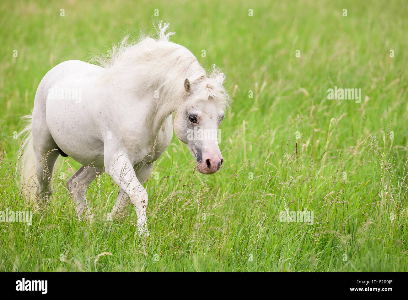 Welsh Mountain Pony Section Gray stallion walking pasture Germany Stock Photo