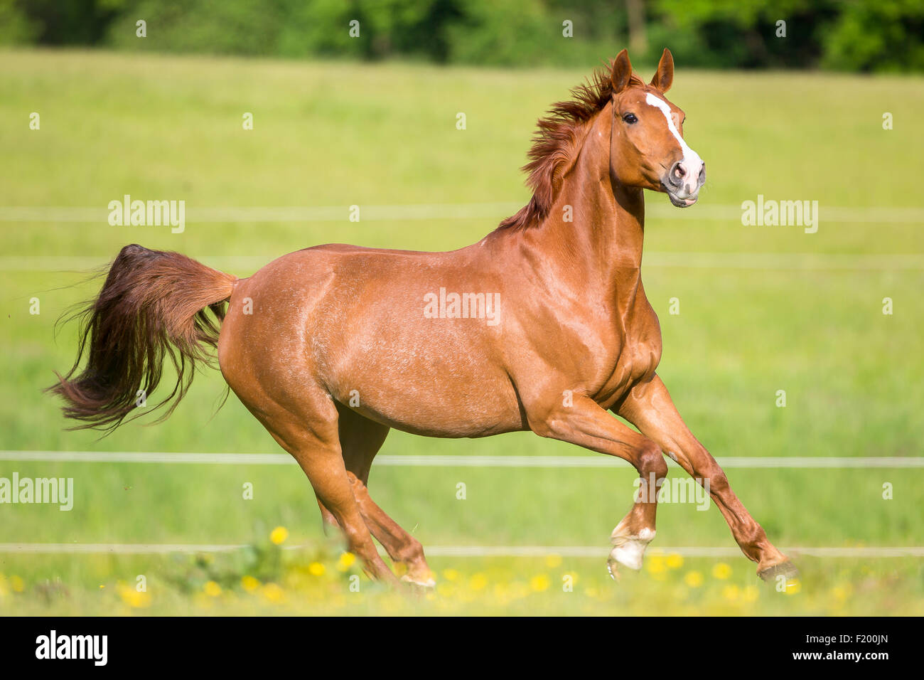Wuerttemberg Warmblood Chestnut mare galloping meadow Germany Stock Photo