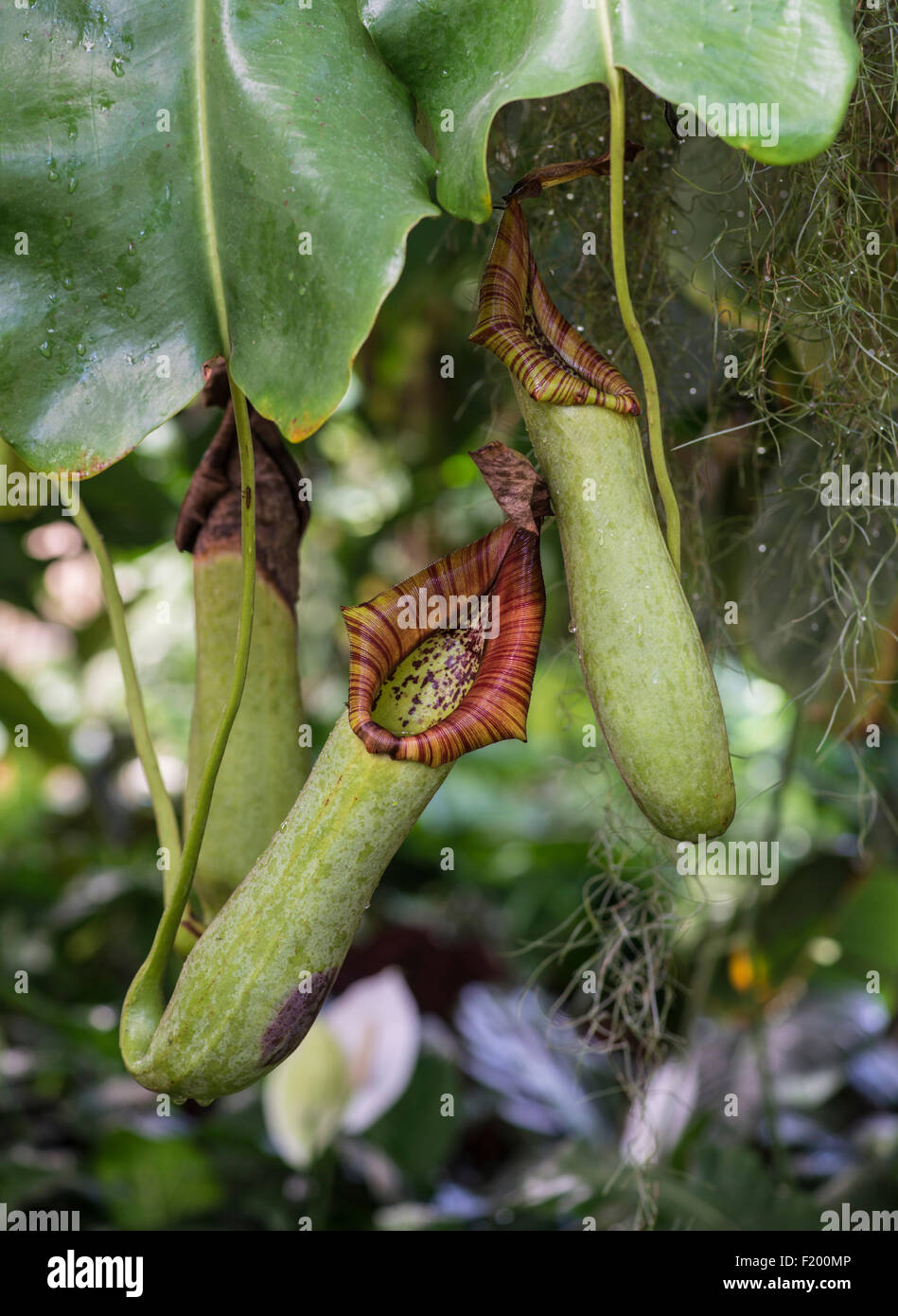 Nepenthes truncata. Stock Photo