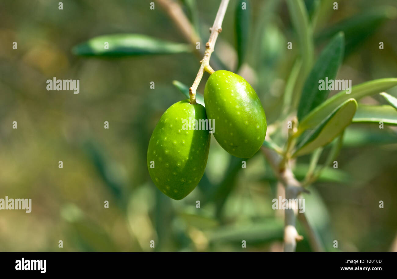 Green olives on the branch Stock Photo Alamy