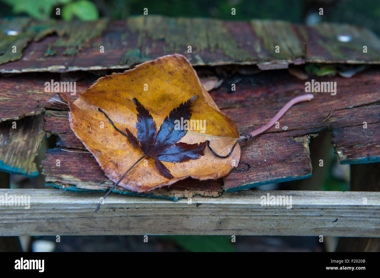 Autumn leaves on rotting wood, underlined by a single solid wooden cross-piece Stock Photo