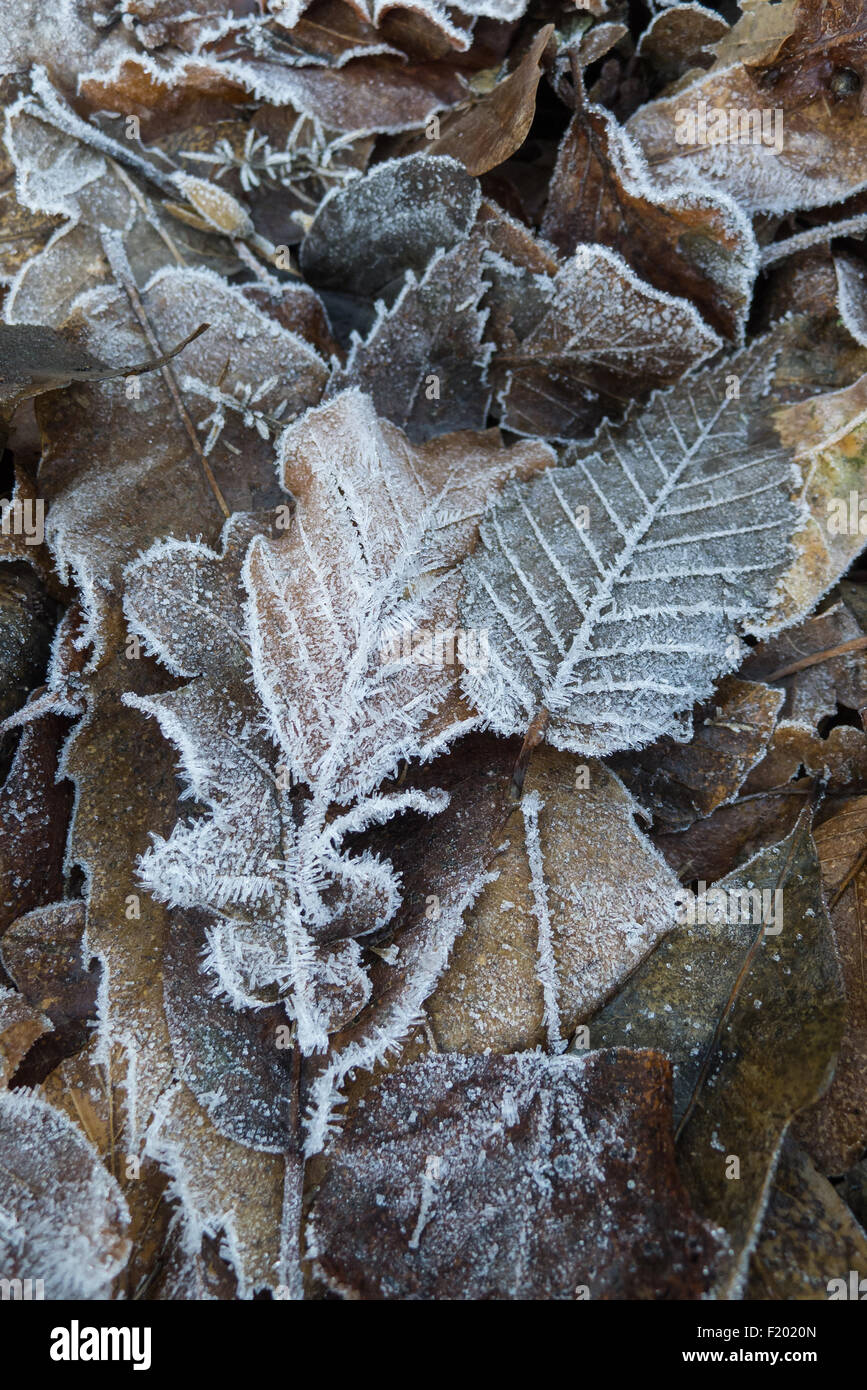 Richmond Park, Surrey, England. Winter frosted leaves. Christmas. Stock Photo