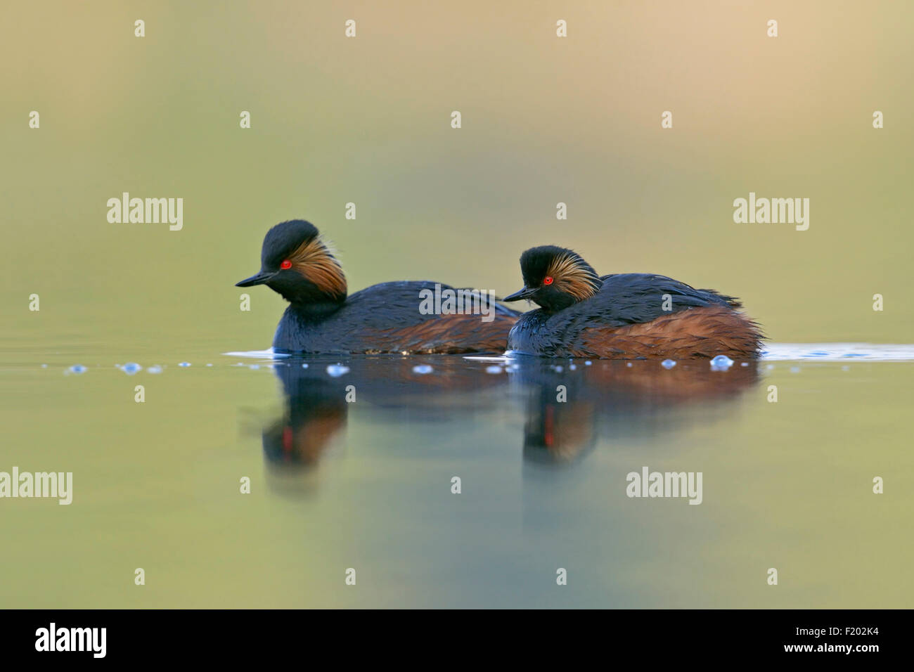 A pair of Black-necked Grebes / Eared Grebes / Schwarzhalstaucher ( Podiceps nigricollis ) swims on colourful water (Germany). Stock Photo