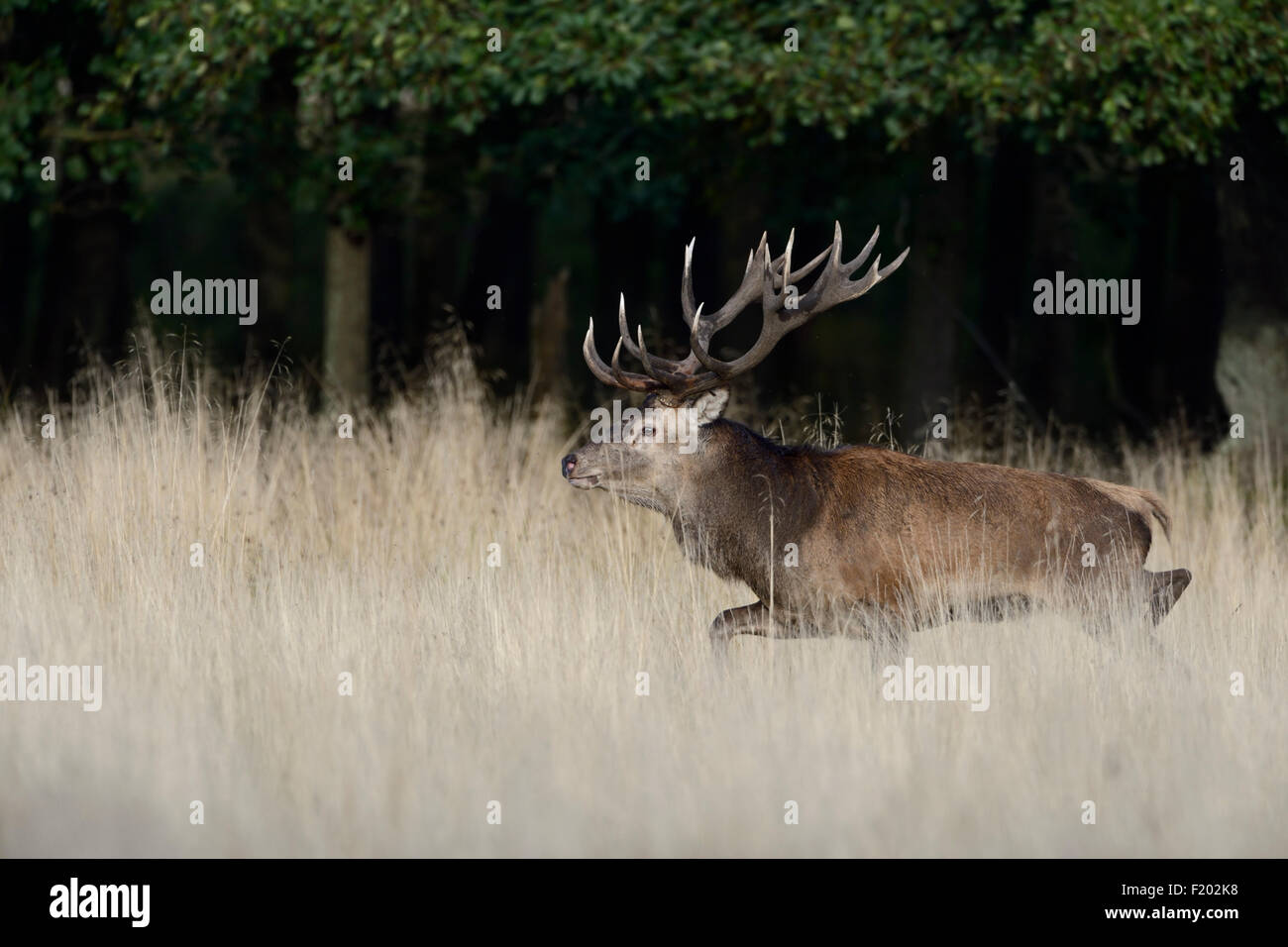 Powerful Red Deer / Rothirsch ( Cervus elaphus ) runs through high Grass (Denmark). Stock Photo