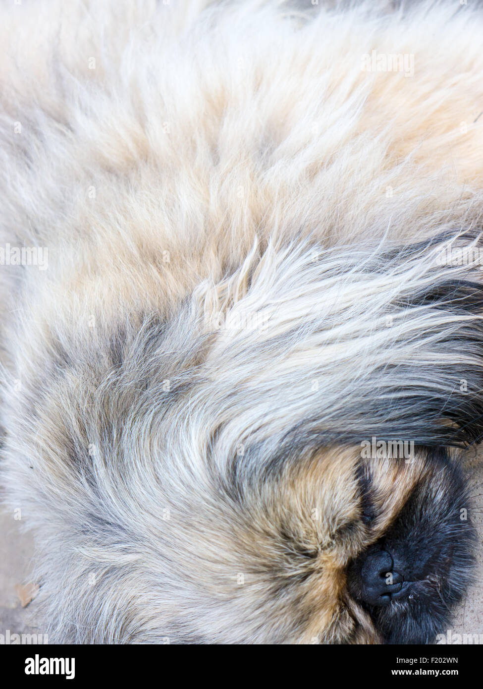 Pekinese dog. Stock Photo