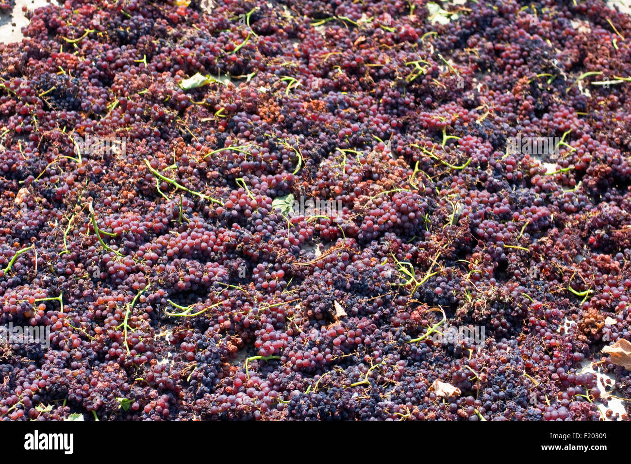 Photo of red Grape must Stock Photo Alamy
