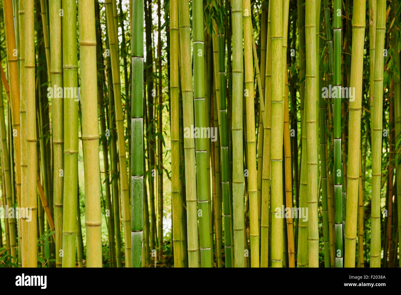 Bamboo Canes Stock Photo Alamy