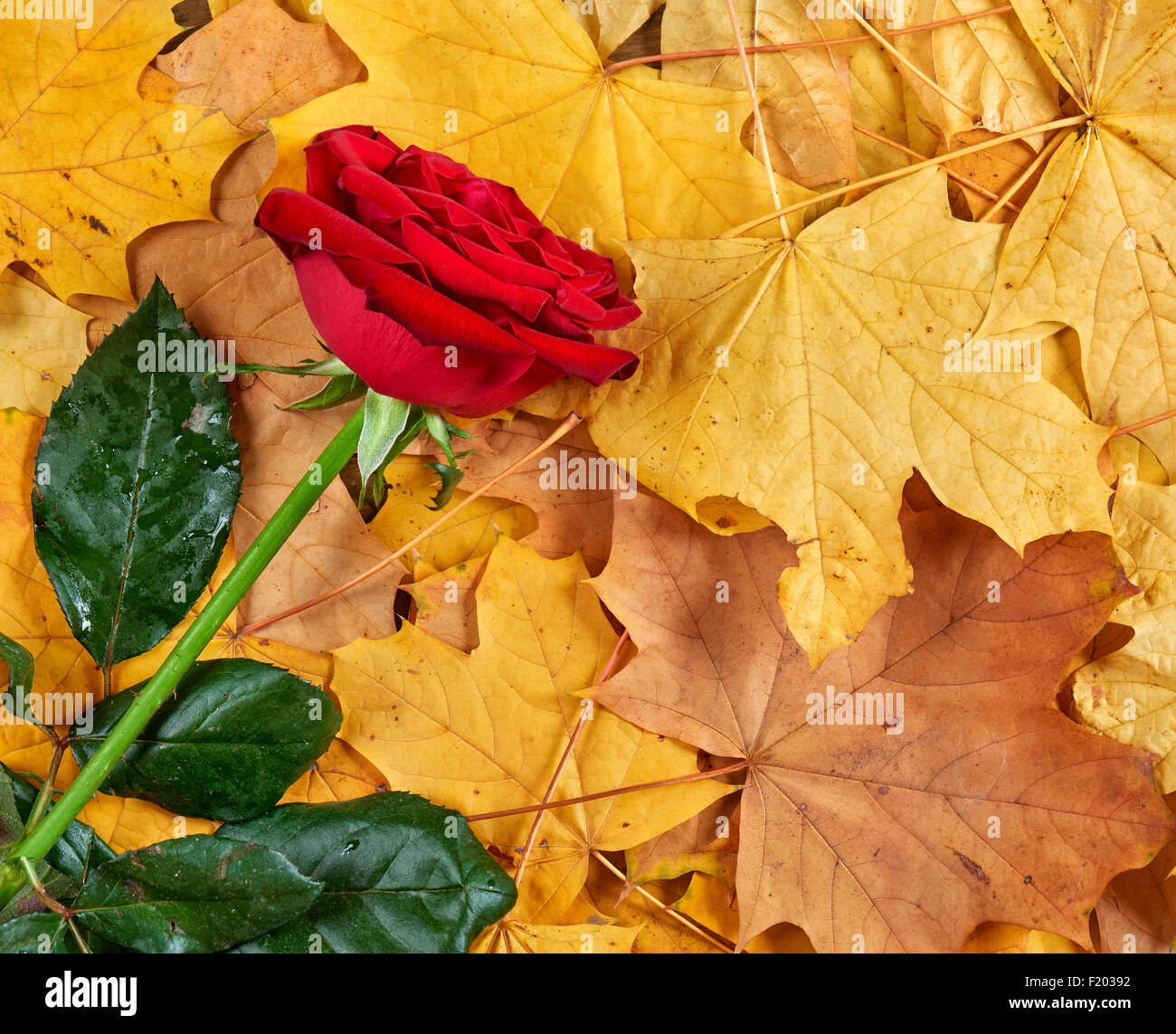 red rose on fall leaves background Stock Photo - Alamy