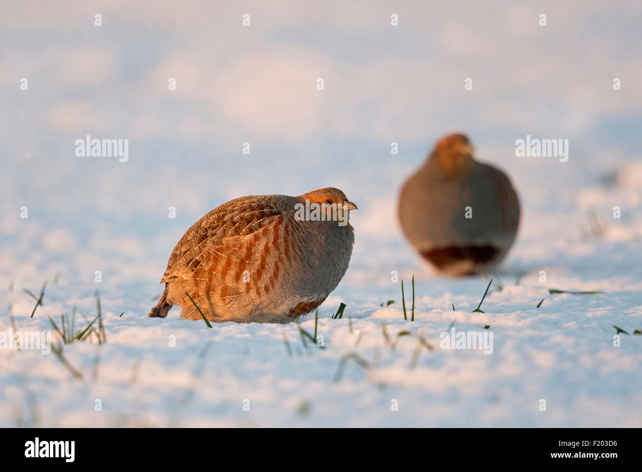 Two Grey partridges / Rebhuehner ( Perdix perdix ) sitting on a snow covered field in sunset light (Germany). Stock Photo