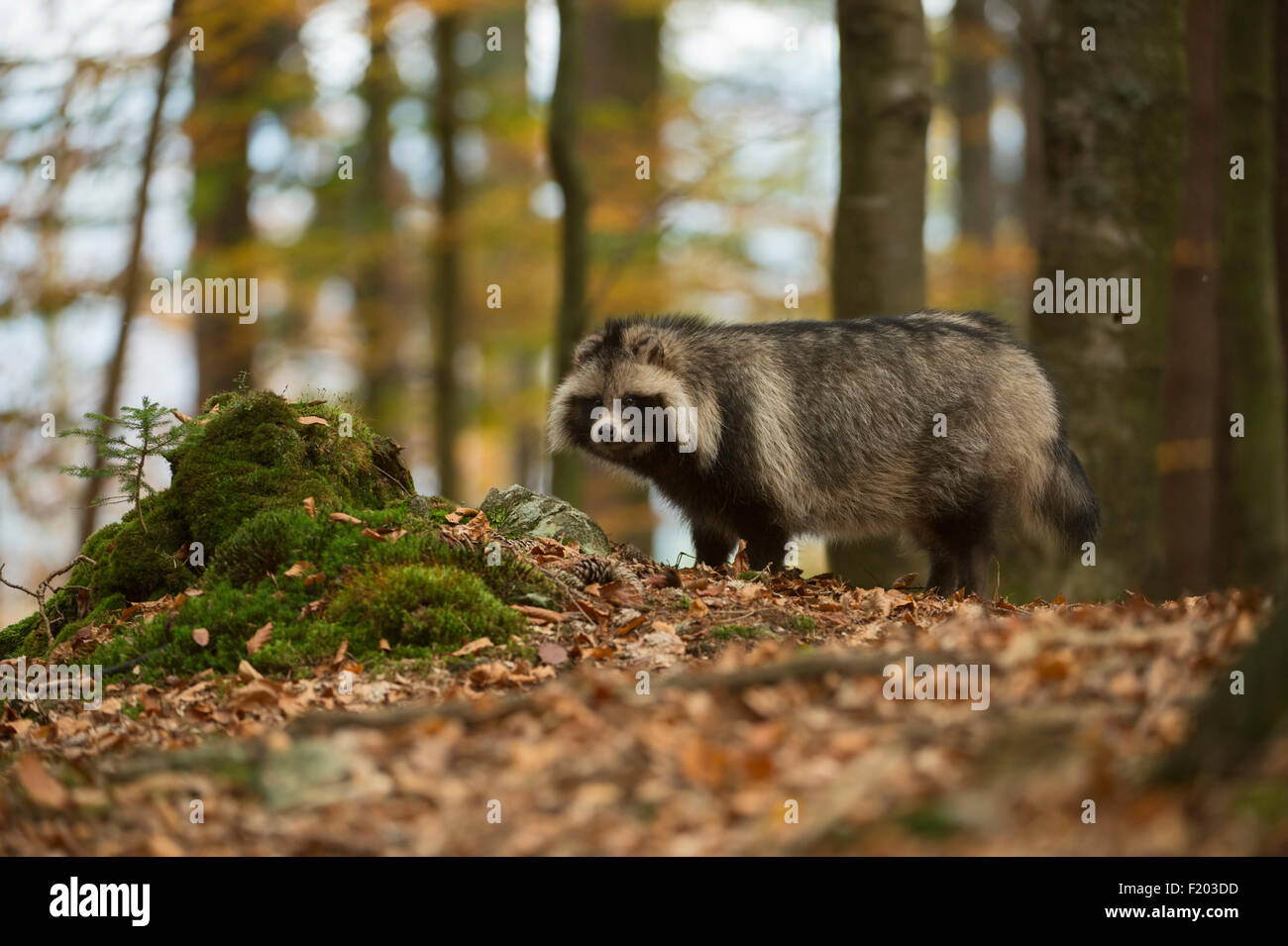 Raccoon dog / Marderhund ( Nyctereutes procyonoides ) stands watching in autumn, autumnal forest (Germany). Stock Photo