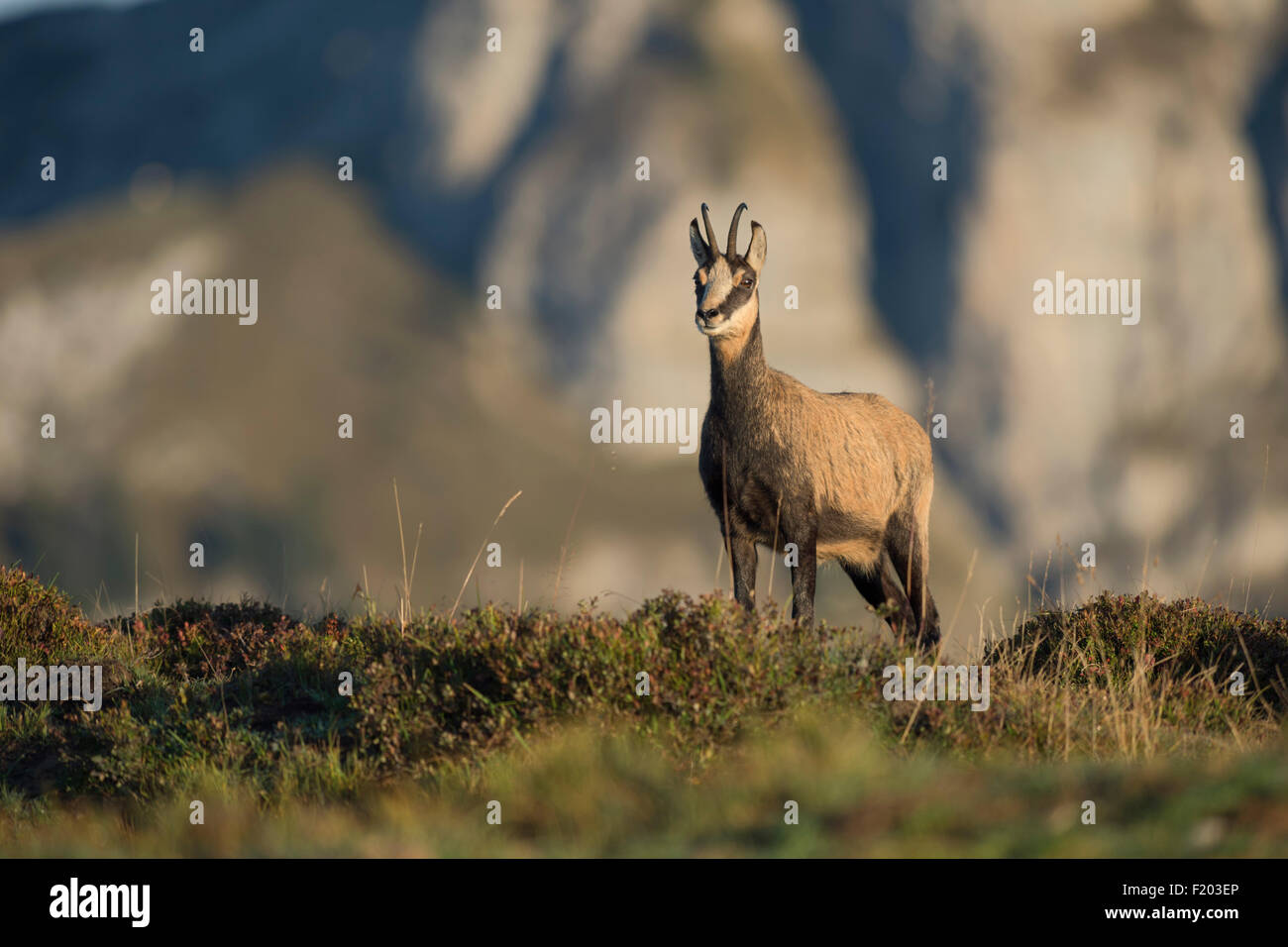 Rupicapra rupicapra / Chamois / Alpine Chamois / Gams in front of a typical background. Stock Photo