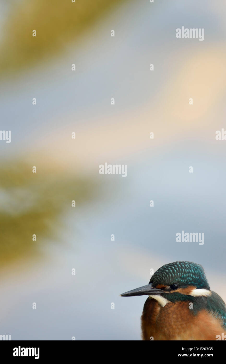 Young Alcedo atthis / Common Kingfisher / Eisvogel with a lot of free space for text an more. Stock Photo