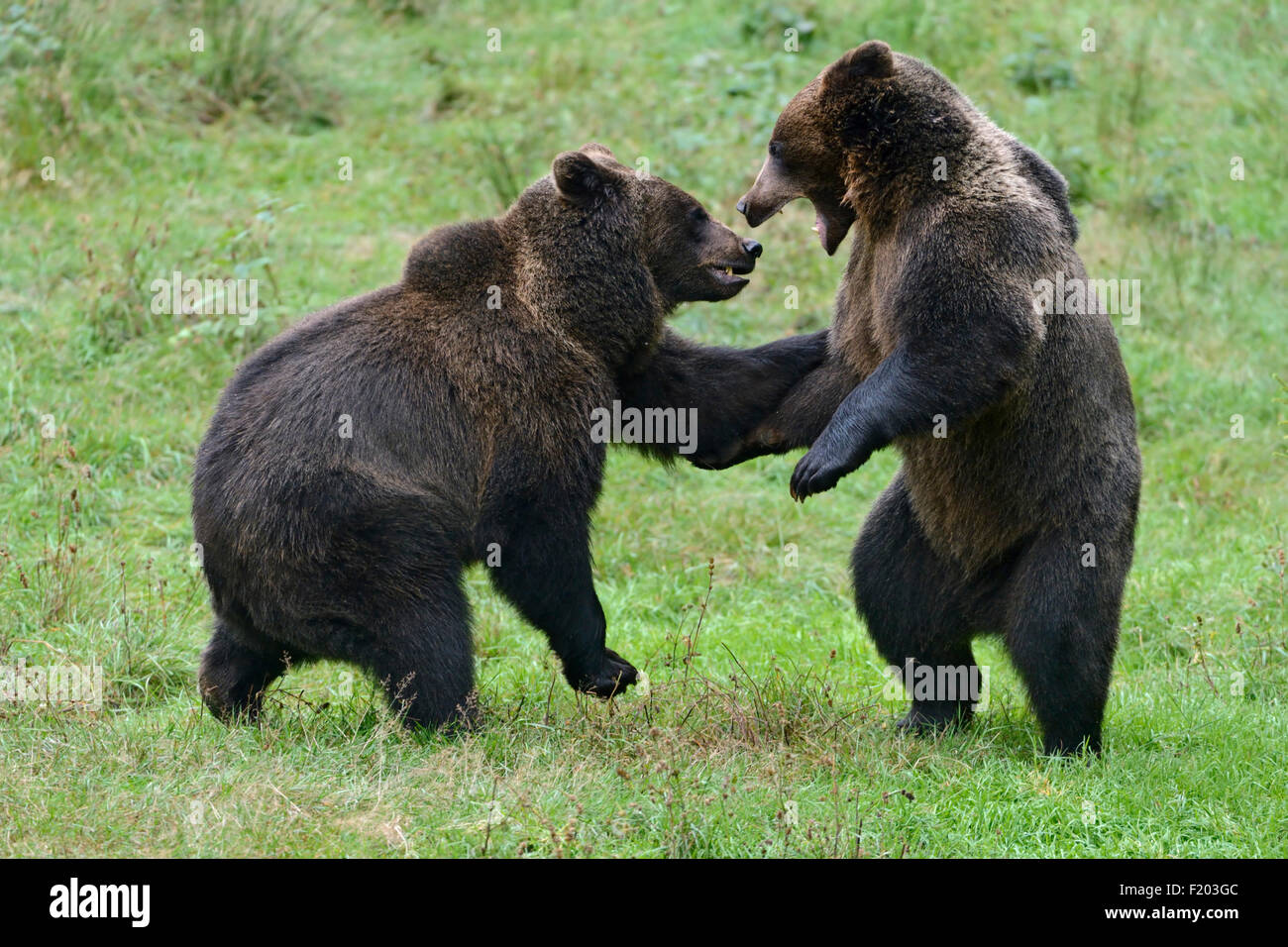 Ursus arctos / Eurasian Brown Bear / Brown Bear / Europaeische Braunbaeren playing with each other. Stock Photo