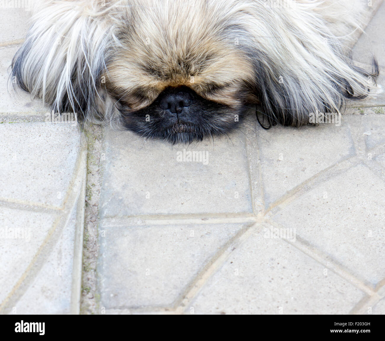 Pekinese dog. Stock Photo