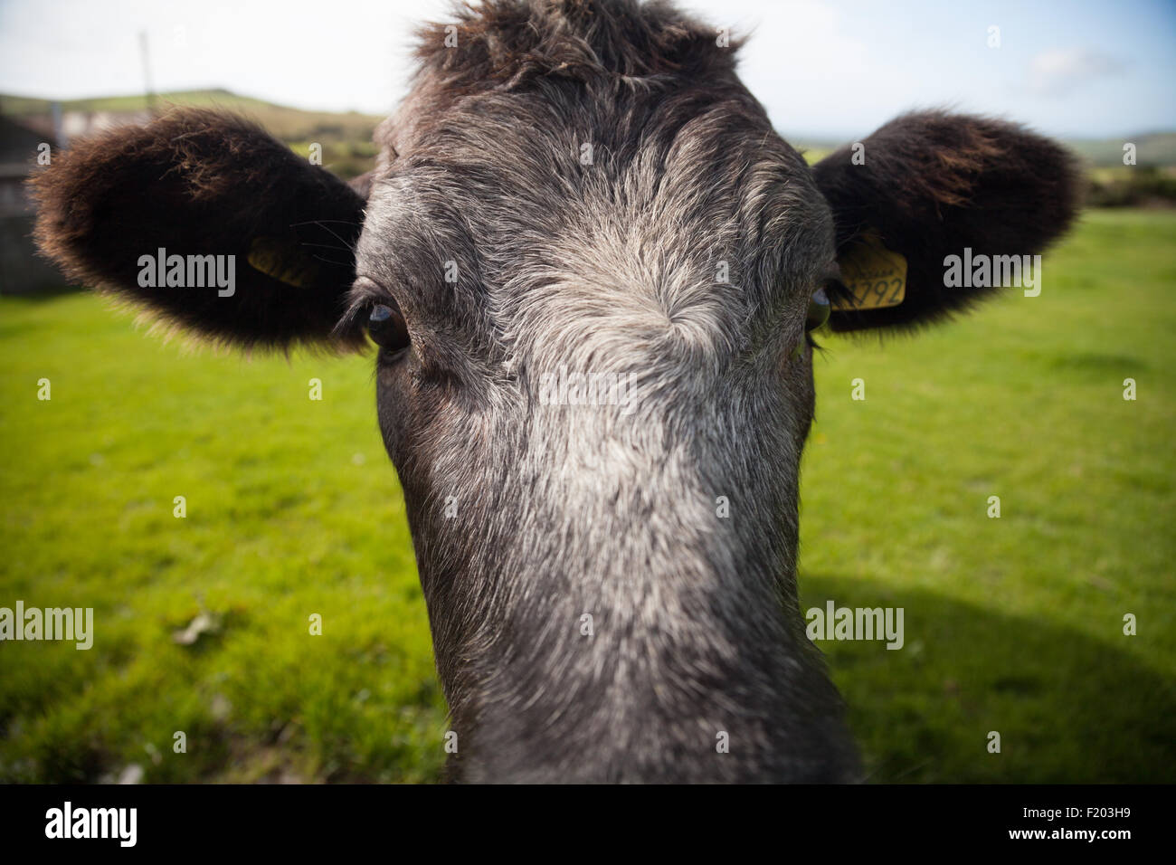 A very curious black & grey cow comes very close to camera standing in a lush green field near Aberdaron, Llyn Peninsula, Wales Stock Photo