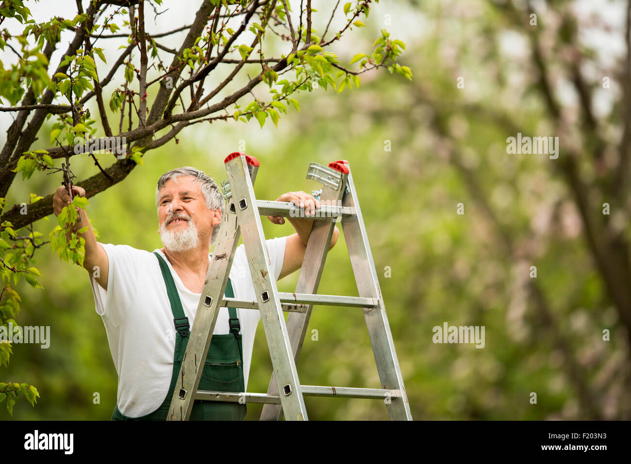 Senior man gardening in his garden (color toned image Stock Photo - Alamy