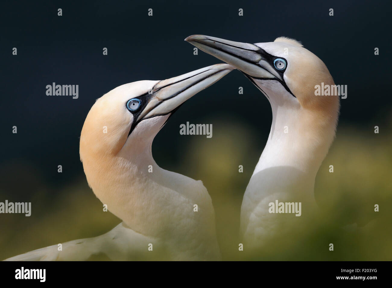 Morus bassanus /  Northern Gannets / Basstoelpel pair welcome each other. Stock Photo