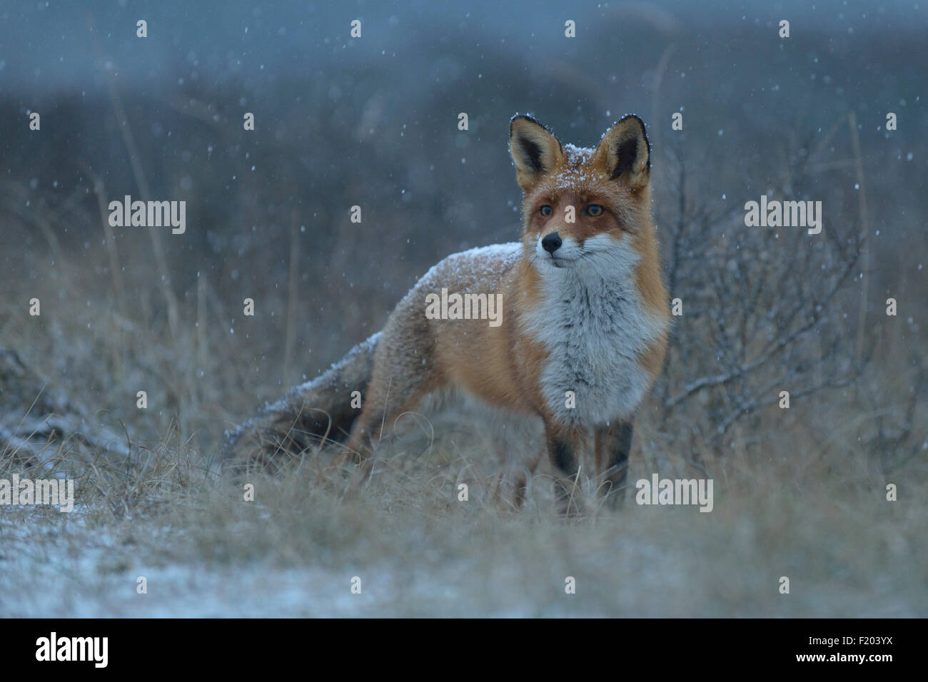 Snowflakes trickle on a Red Fox / Rotfuchs / Vulpes vulpes / Fuchs / Fox while the night comes in. Stock Photo