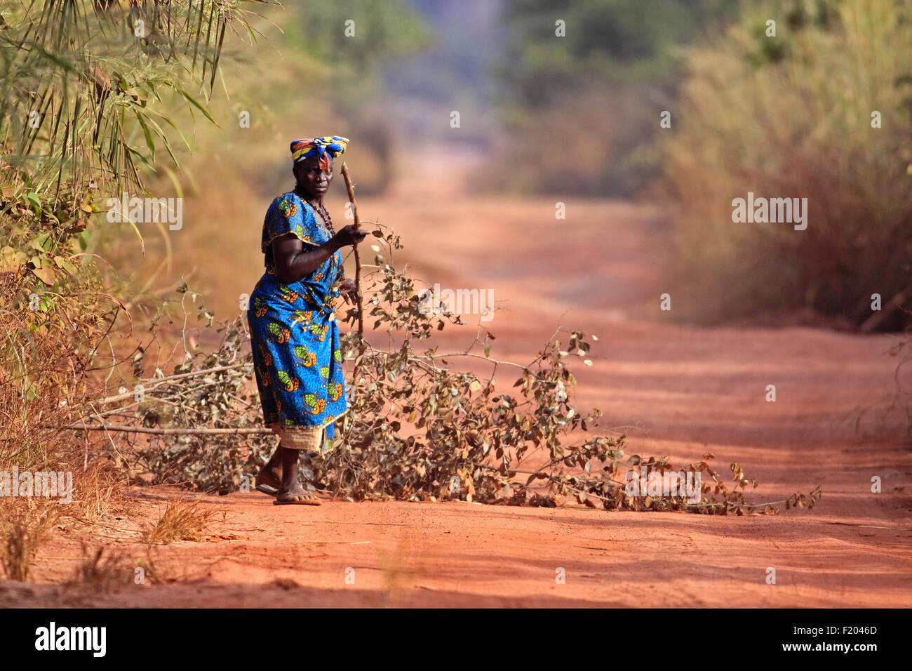 Gambia, Woman collecting branches on dirt road. Stock Photo