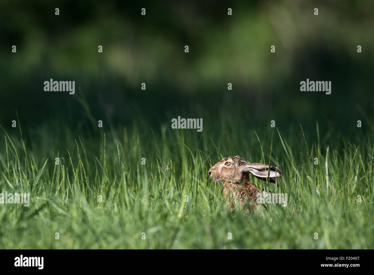 Brown hare (Lepus europaeus) Stock Photo