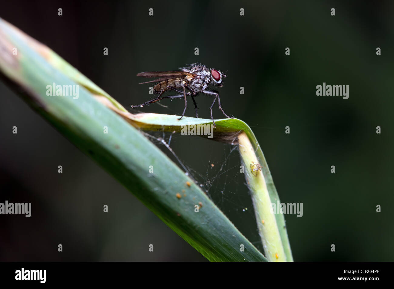 Stomoxys calcitrans muscidae hi-res stock photography and images - Alamy