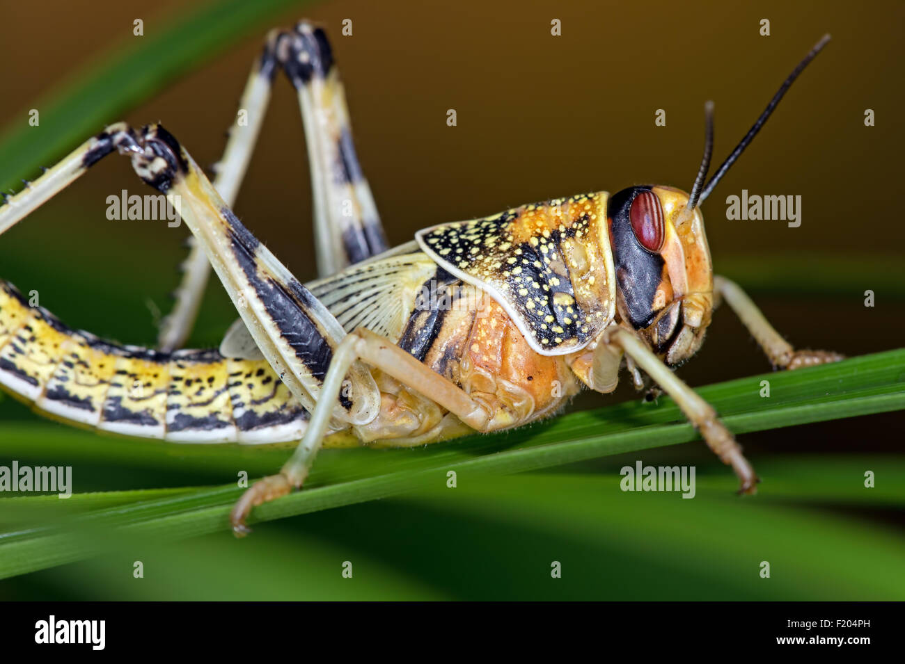 Desert Locust (Schistocerca Gregaria) Stock Photo