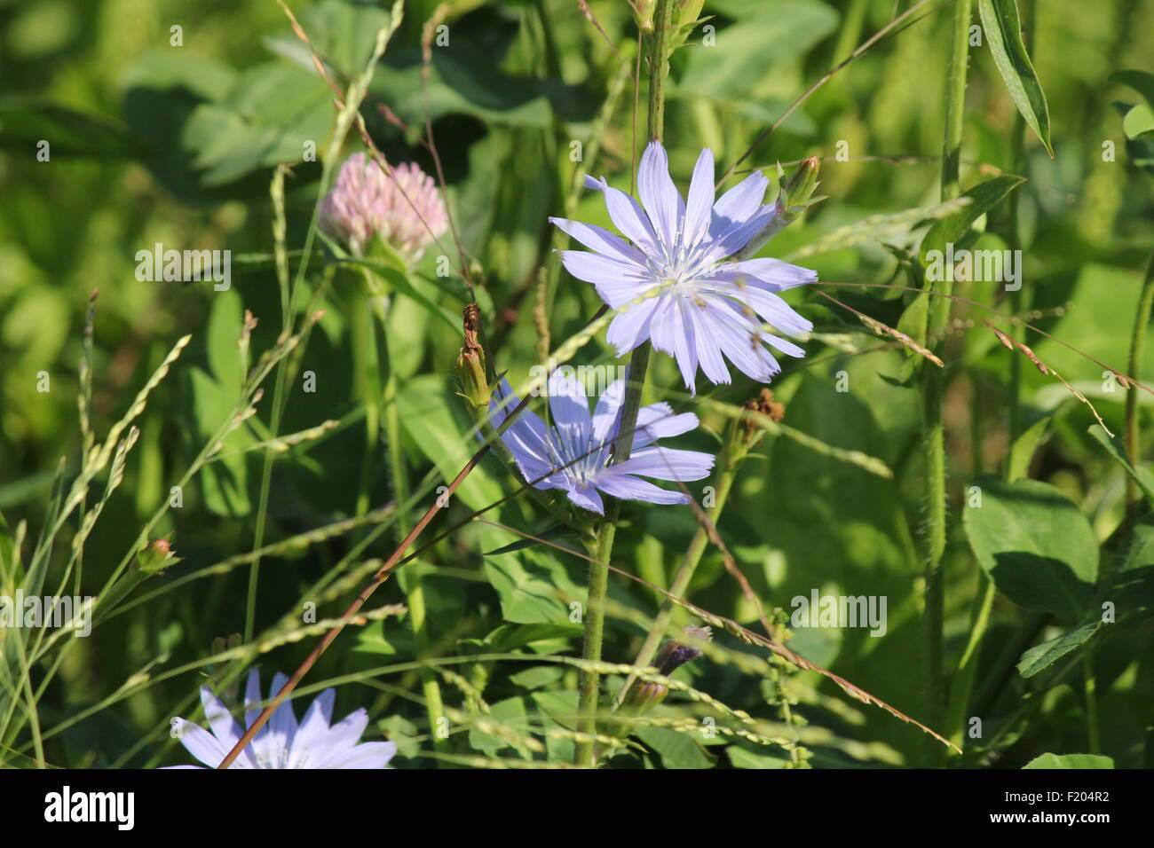 Common chicory, Cichorium intybus, is a somewhat woody, perennial ...