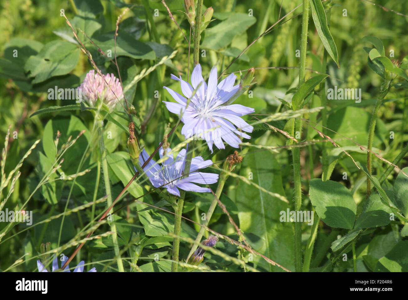 Common chicory, Cichorium intybus, is a somewhat woody, perennial ...