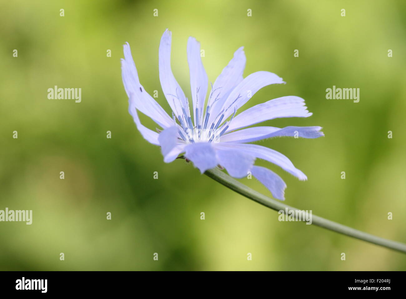 Common chicory, Cichorium intybus, is a somewhat woody, perennial ...