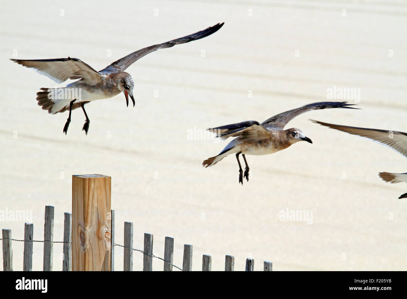 Seagulls chasing each other on the beach at Point Pleasant, New Jersey, USA Stock Photo