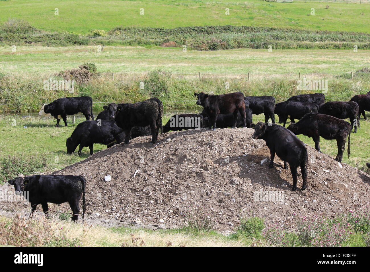 Welsh black cattle trample a mound of soil on a hot summers day near Aberystwyth Wales UK Stock Photo