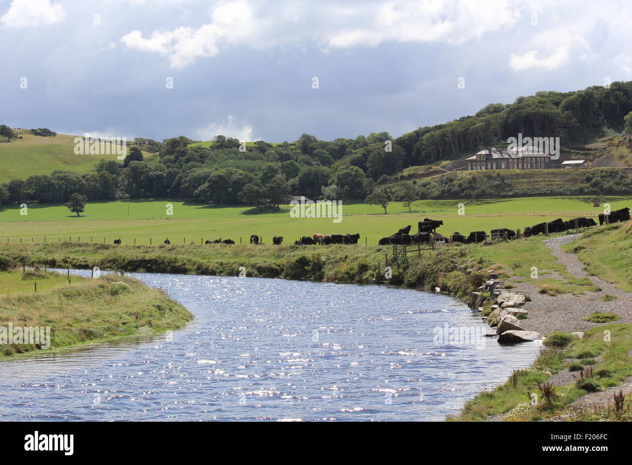 A view of Tan y bwlch estate near Aberystwyth, with Welsh black cattle grazing along side the river Ystwyth Wales UK Stock Photo